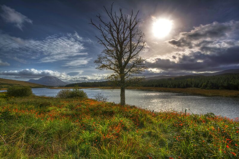 Solitary Tree by Lake — Green, Dramatic