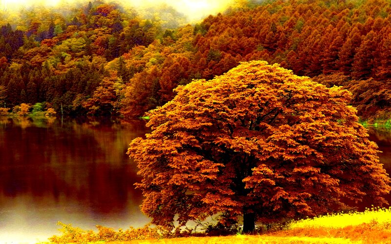 Solitary Tree by Lake — Orange, Serene
