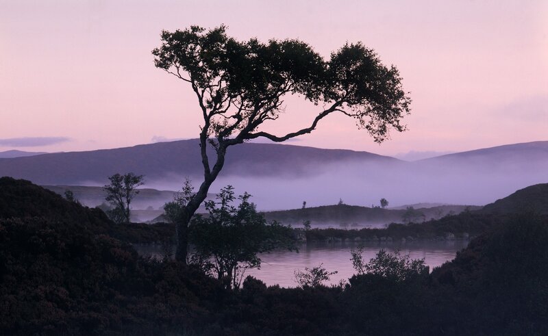 Solitary Tree by Lake — Purple, Serene, Sunrise, Photograph