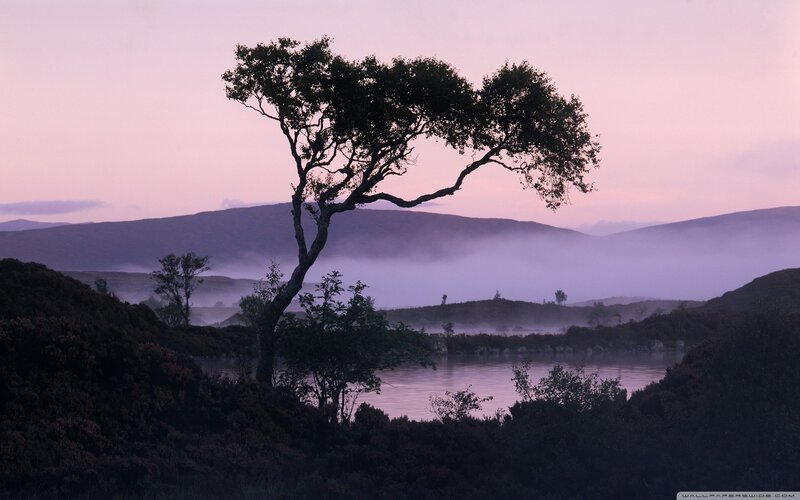 Solitary Tree by Lake — Purple