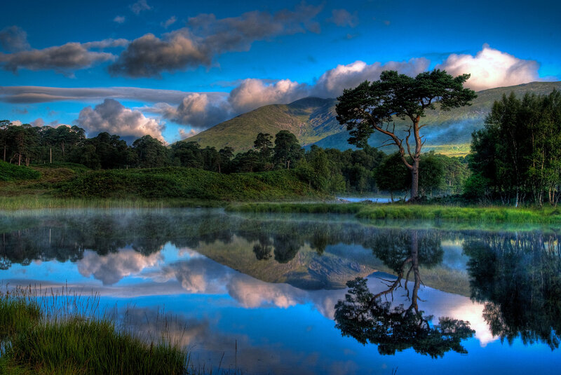 Solitary Tree by Lake