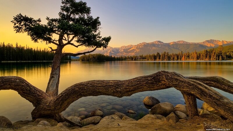 Solitary Tree by Lake — Yellow, Serene, Sunset, Photograph, Mountains, Trees