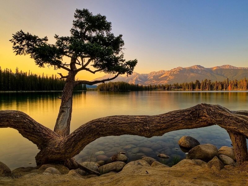 Solitary Tree by Lake — Yellow, Serene, Sunset