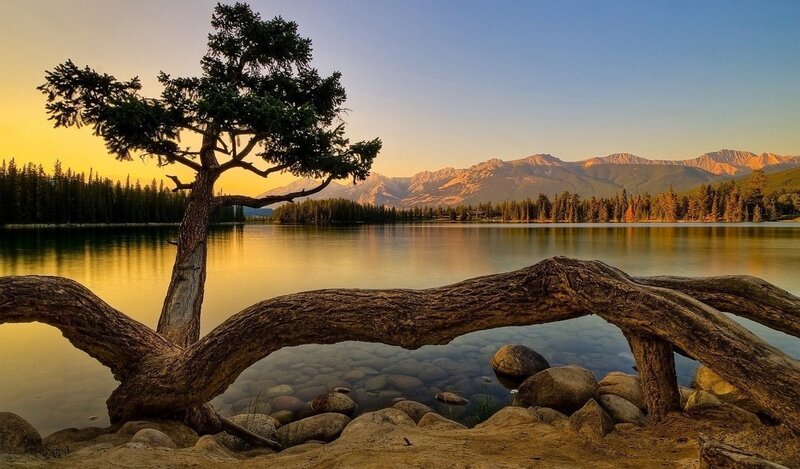 Solitary Tree by Lake — Yellow