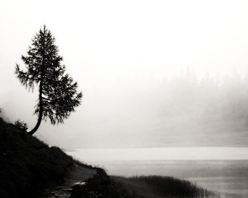solitary tree by misty lake