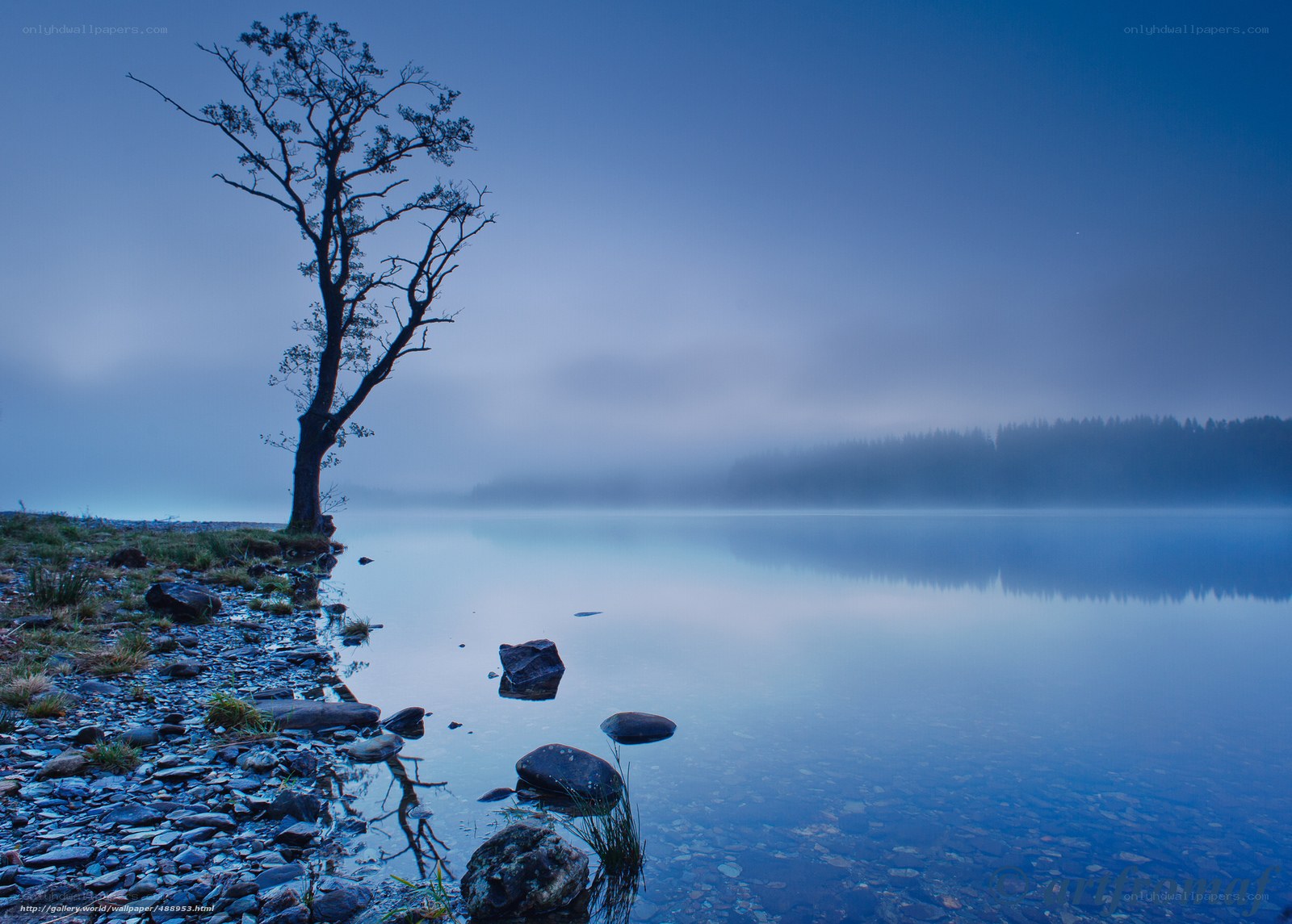 Solitary tree by misty lake