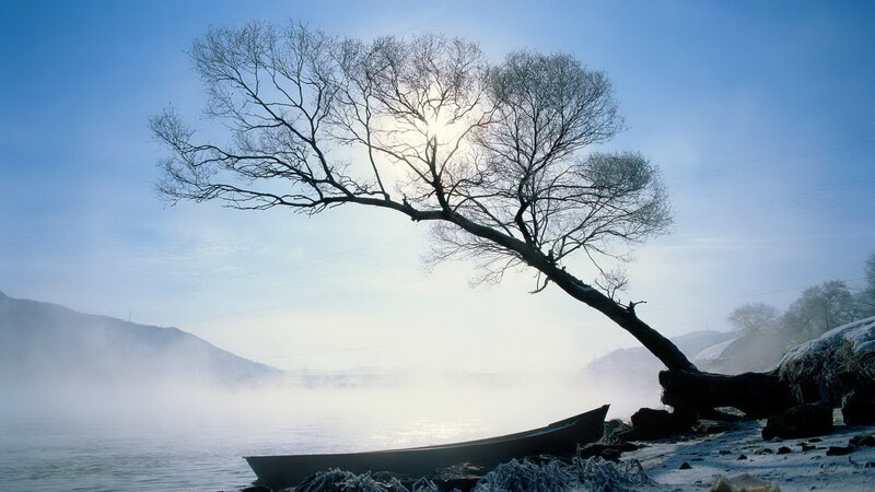 Solitary tree by misty river