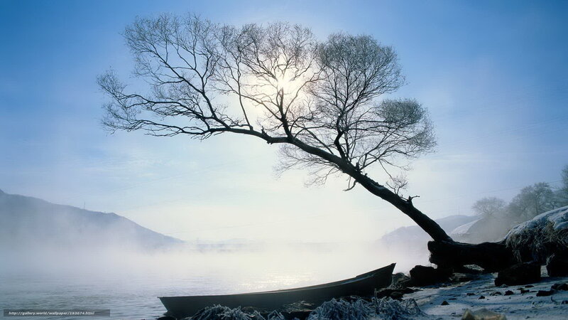 Solitary tree by misty river