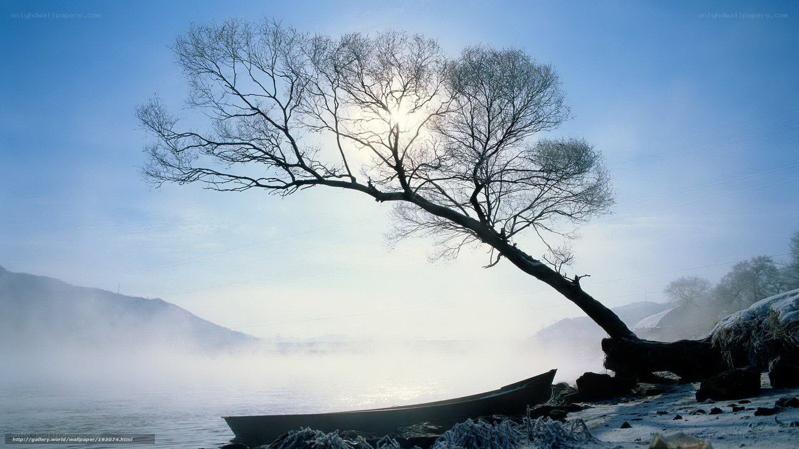 Solitary tree by misty river