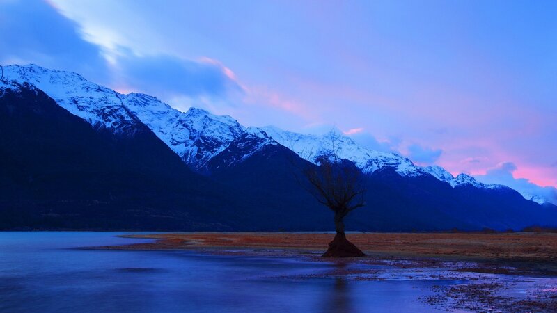 solitary tree by mountain lake