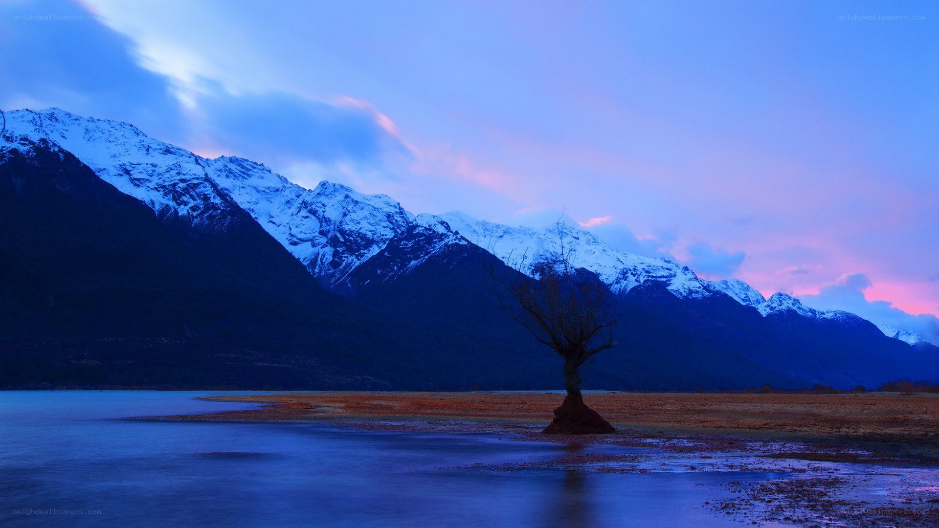 solitary tree by mountain lake