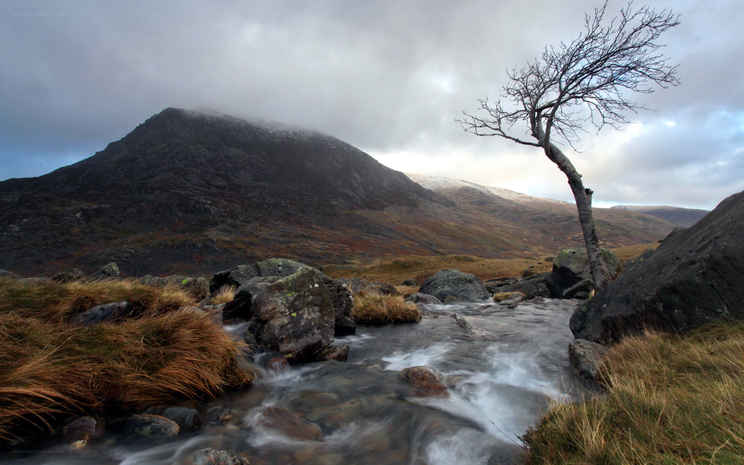 Solitary tree by mountain stream