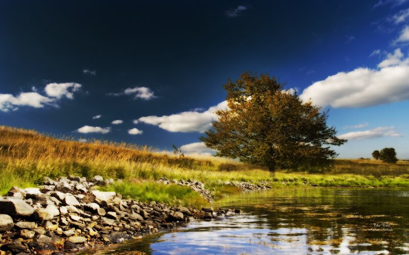 Solitary Tree by Pond — Blue
