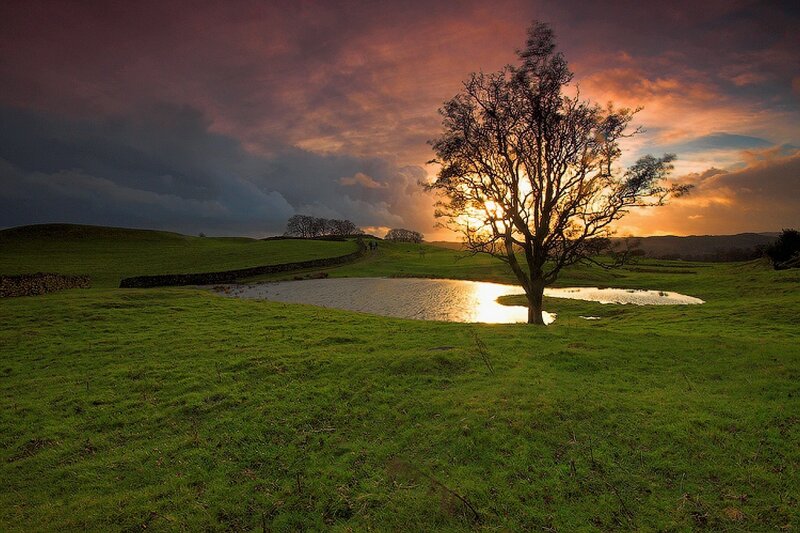 Solitary Tree by Pond