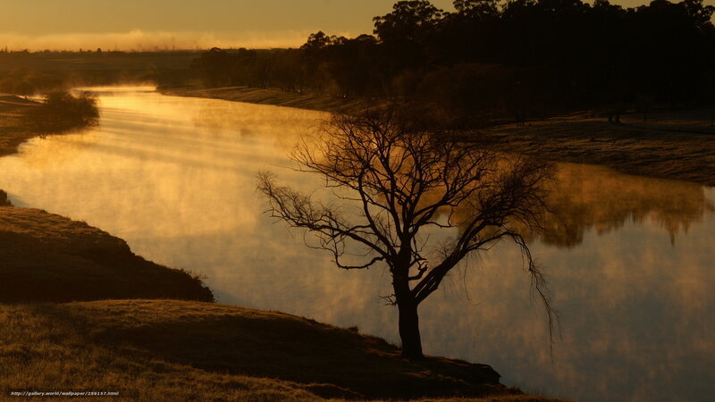 Solitary tree by river at sunrise