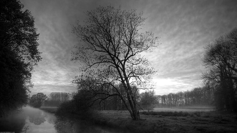 Solitary Tree by River — Black