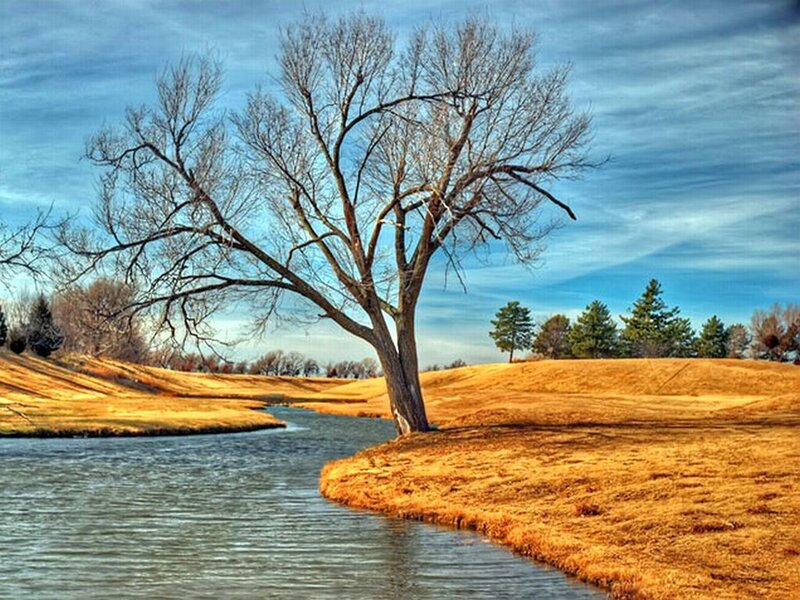 Solitary Tree by River — Blue, Serene