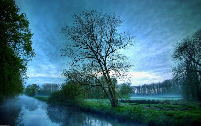 Solitary Tree by River — Blue
