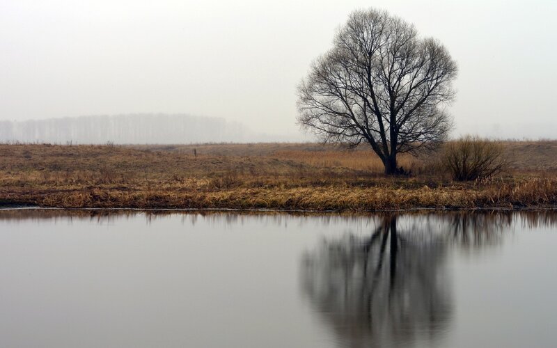 Solitary Tree by River — Gray, Serene, Morning