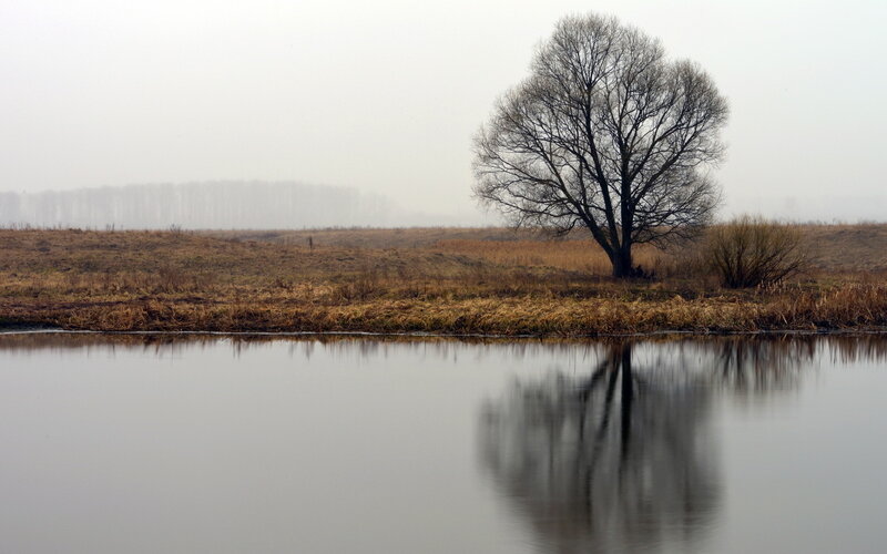 Solitary Tree by River — Gray