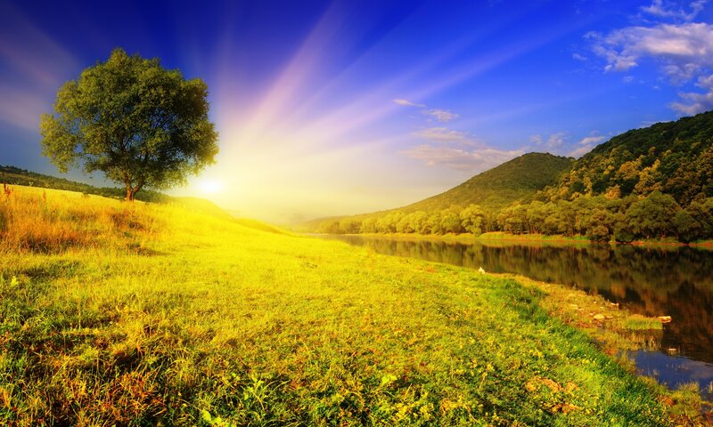 Solitary Tree by River — Green, Serene