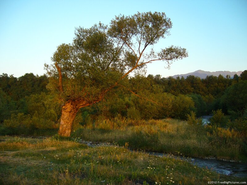 Solitary Tree by River — Green