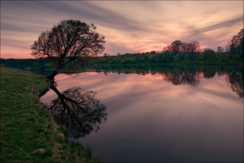 Solitary Tree by River — Pink