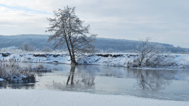 Solitary Tree by River — White