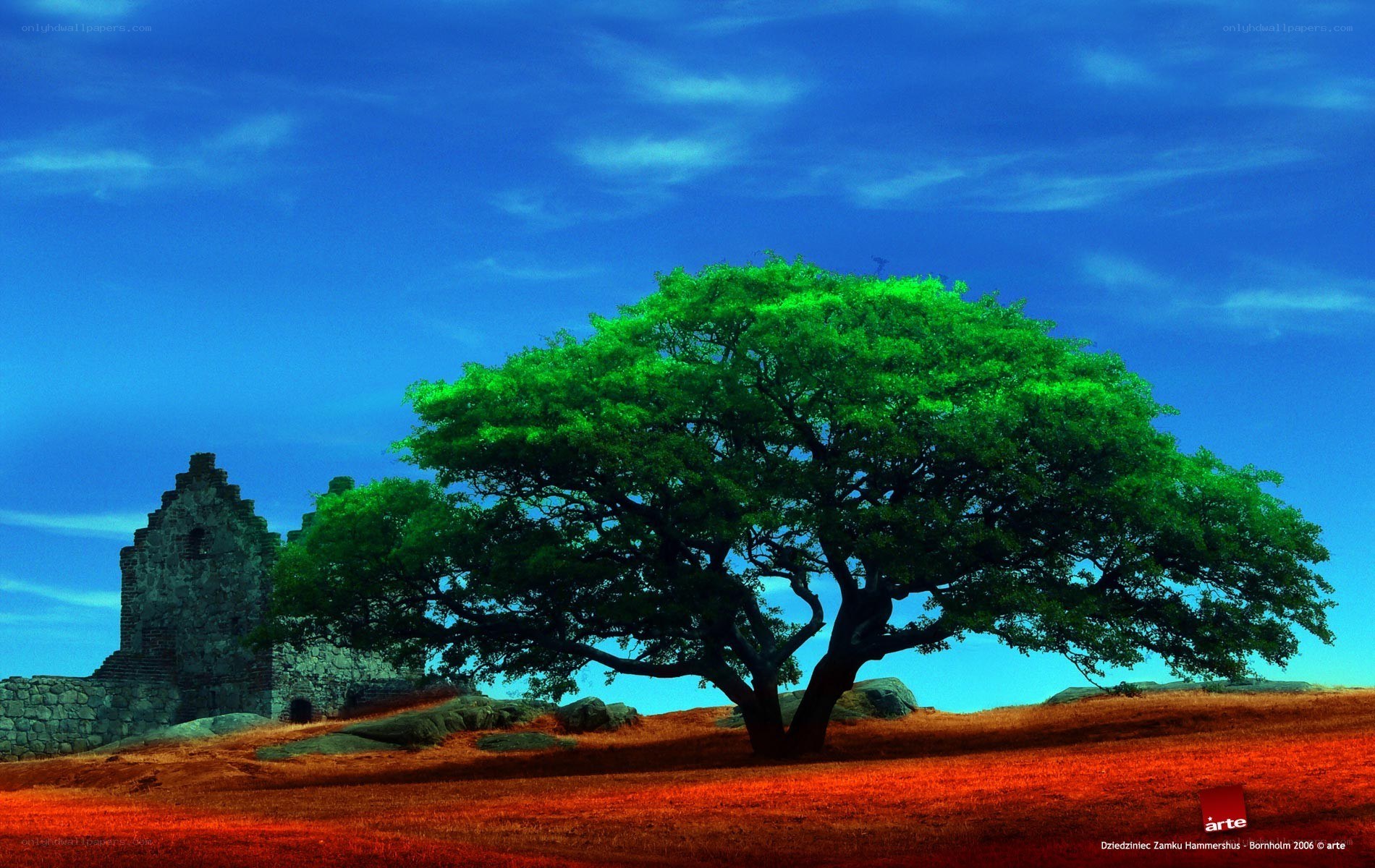 Solitary tree by ruins