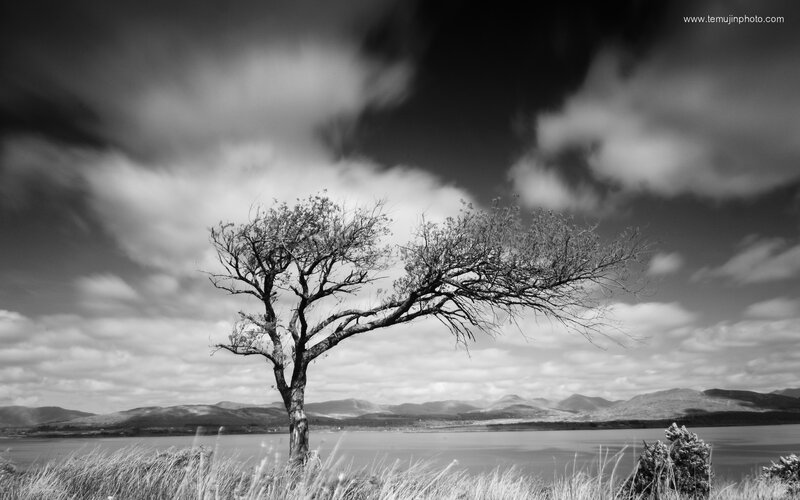 solitary tree by the lake