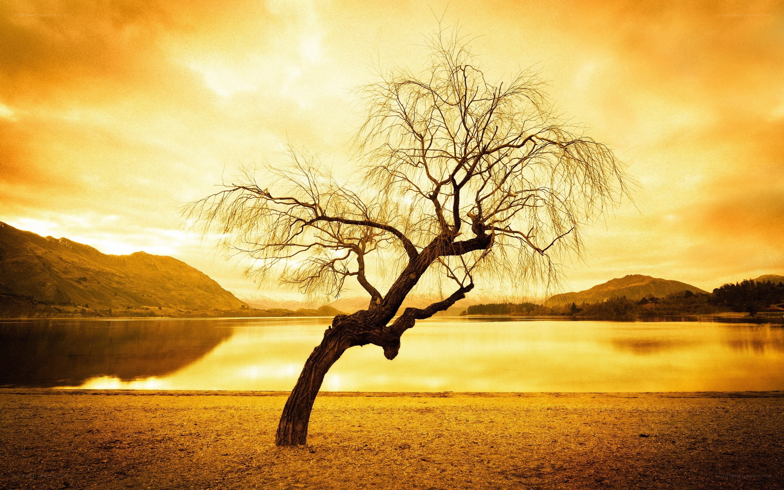 Solitary tree by the lake