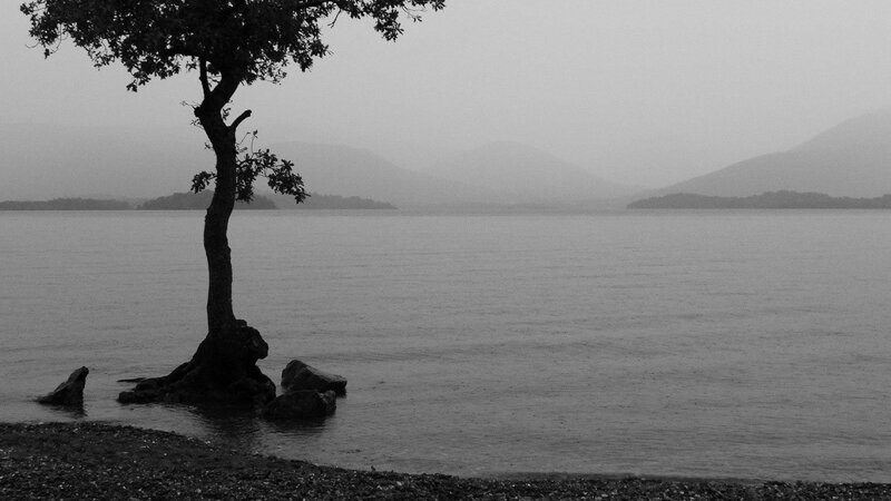 solitary tree by the lake