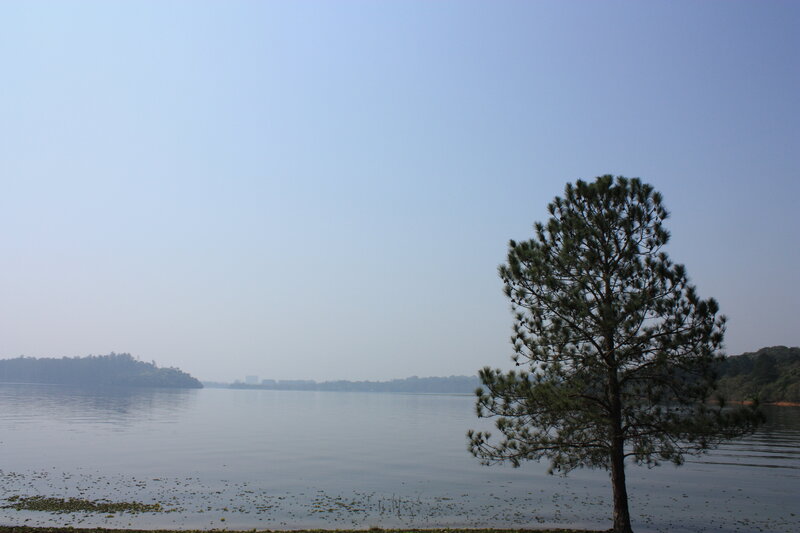 Solitary tree by the lake