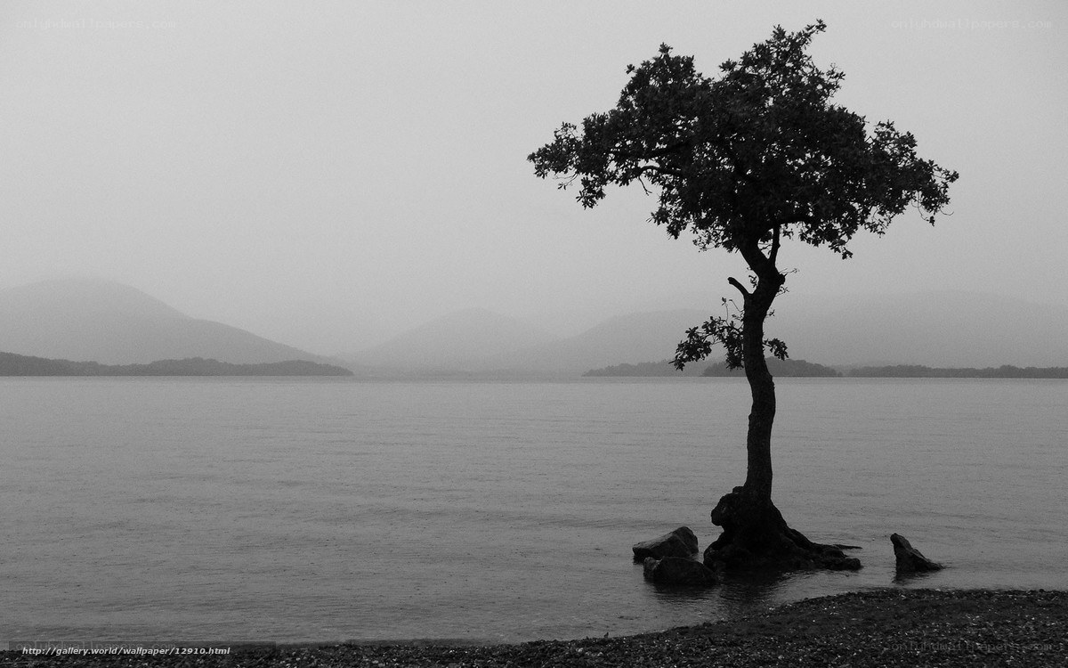 solitary tree by the lake