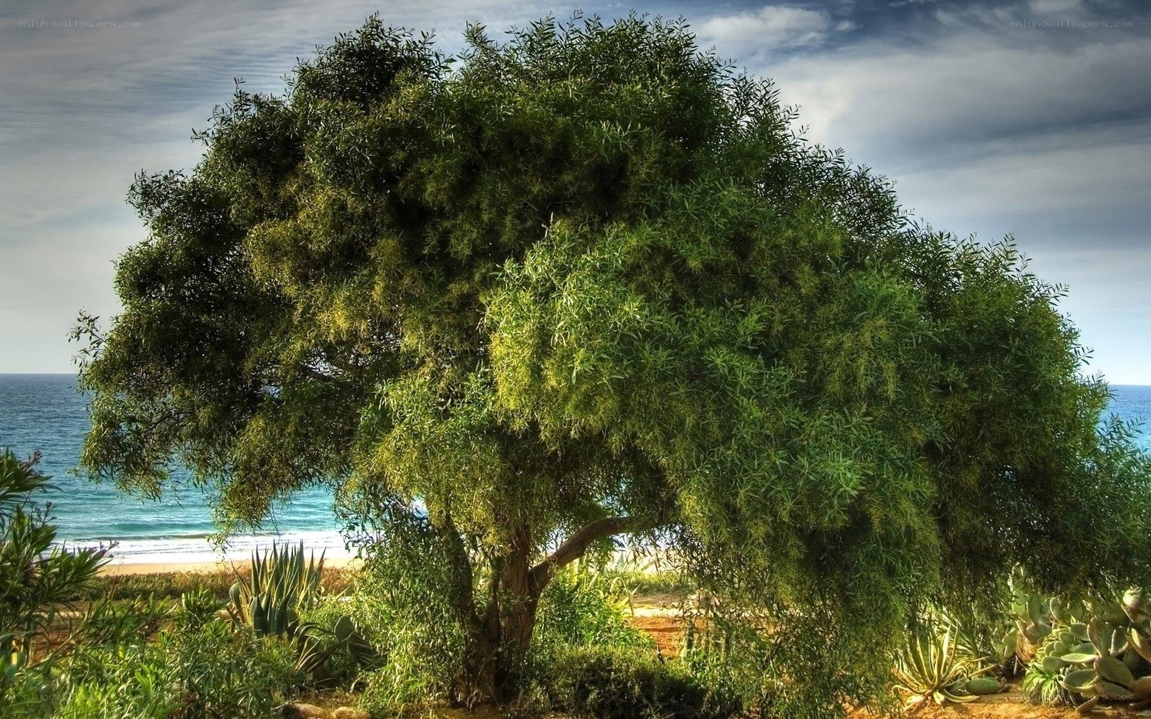 Solitary tree by the ocean