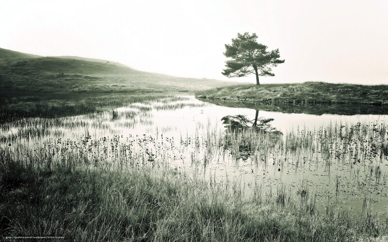 solitary tree by the pond