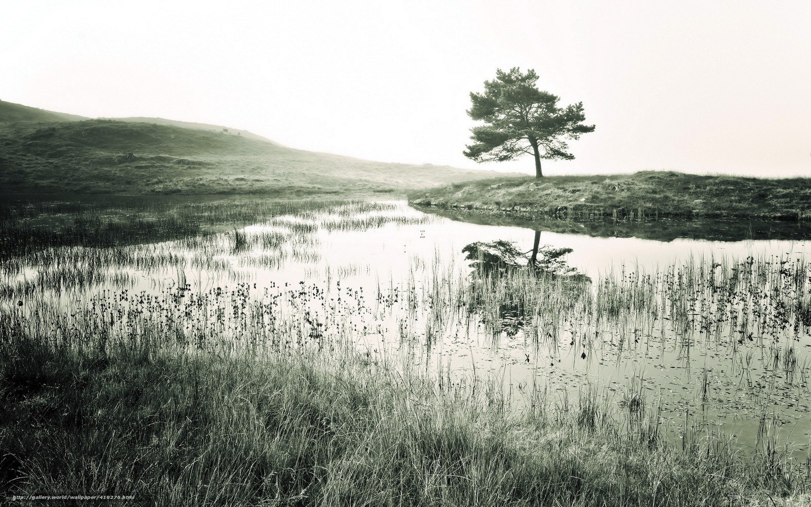 solitary tree by the pond