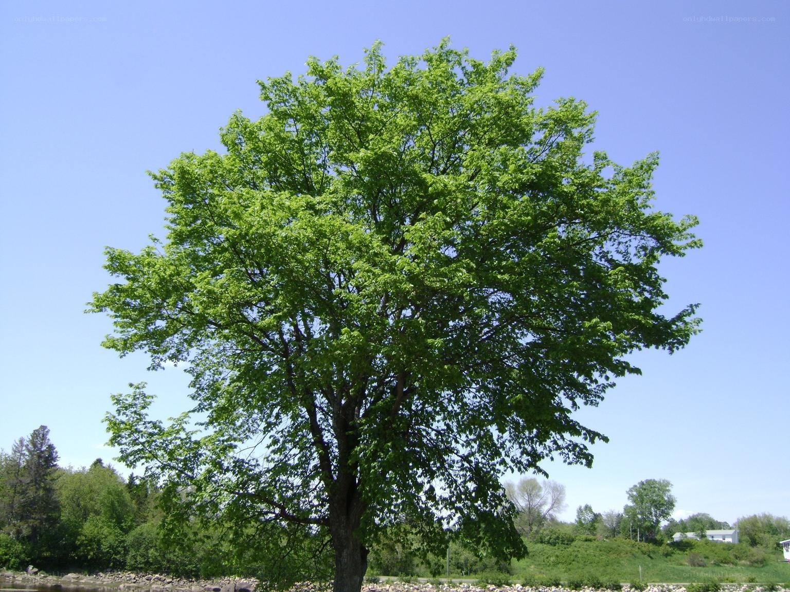 Solitary tree by the river