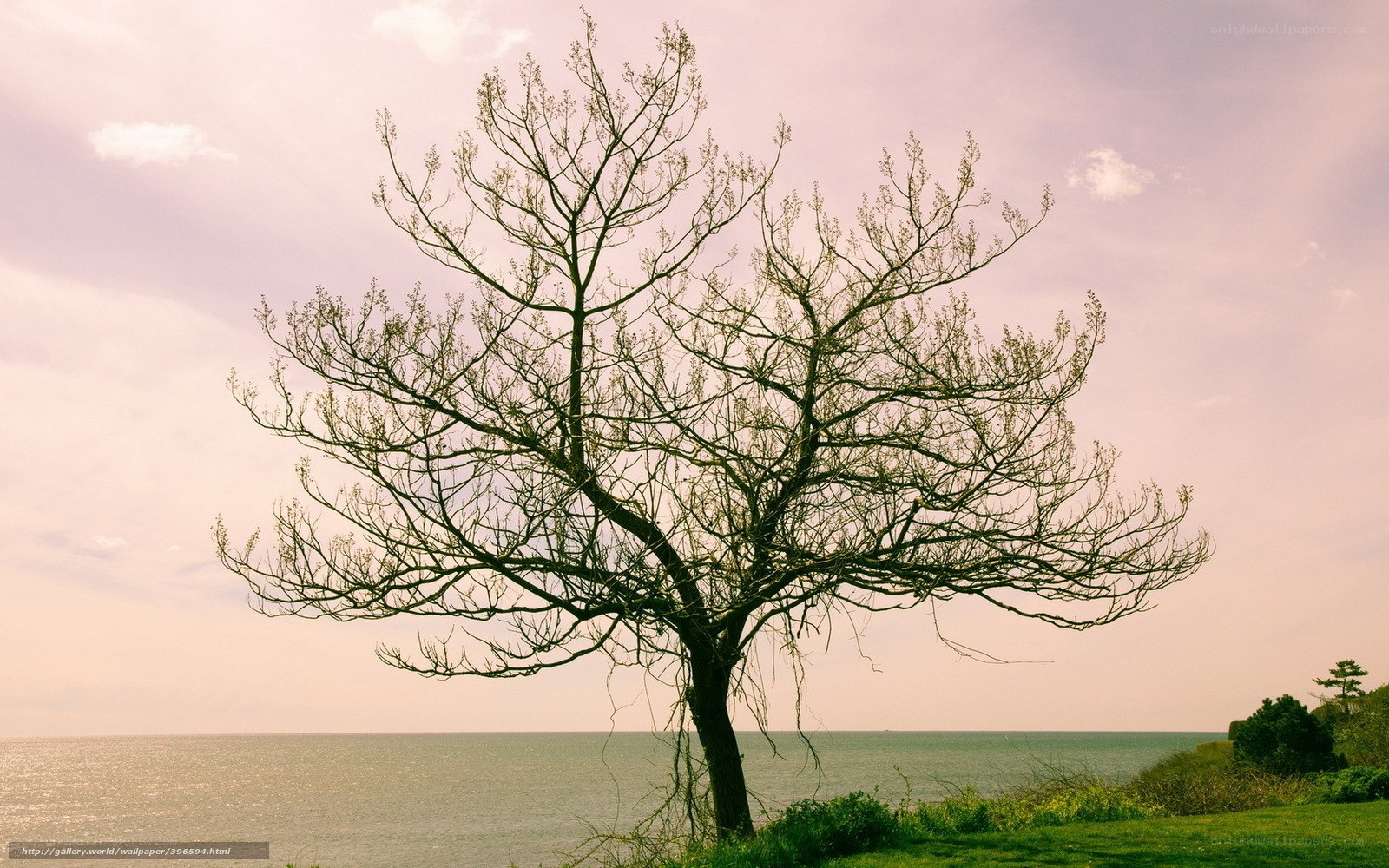 Solitary tree by the sea