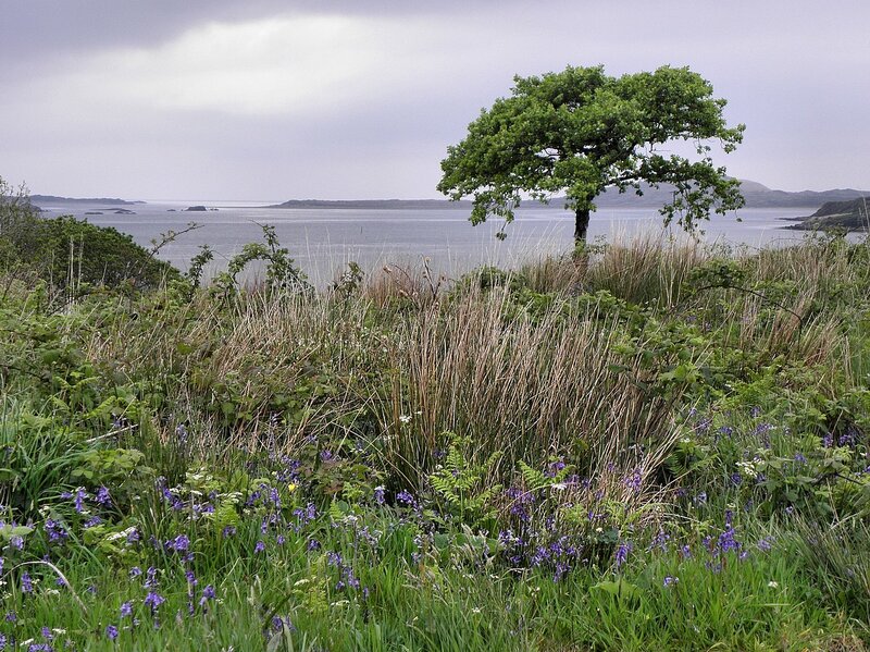 Solitary tree by the sea