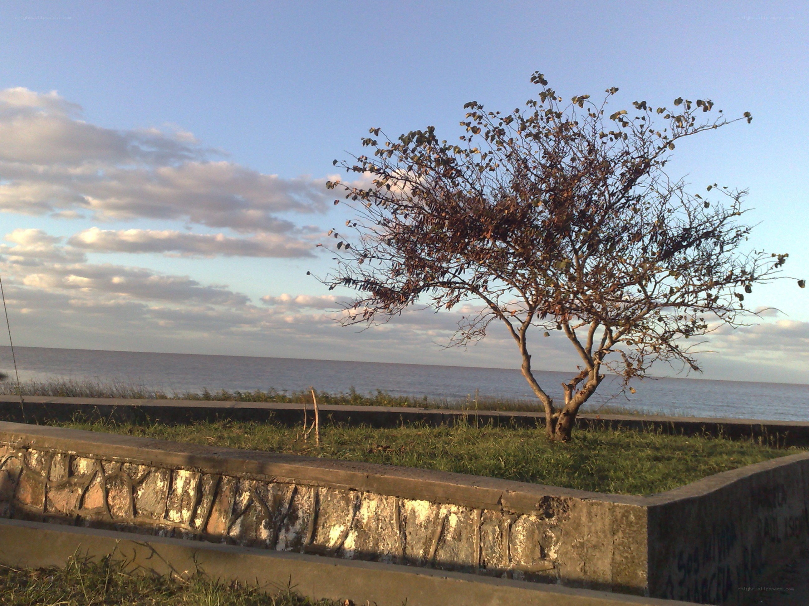 Solitary tree by the sea