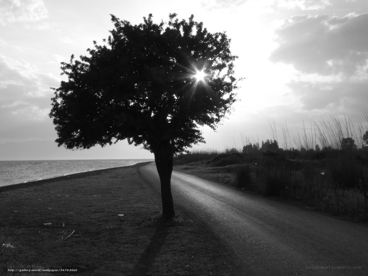 Solitary tree by the sea