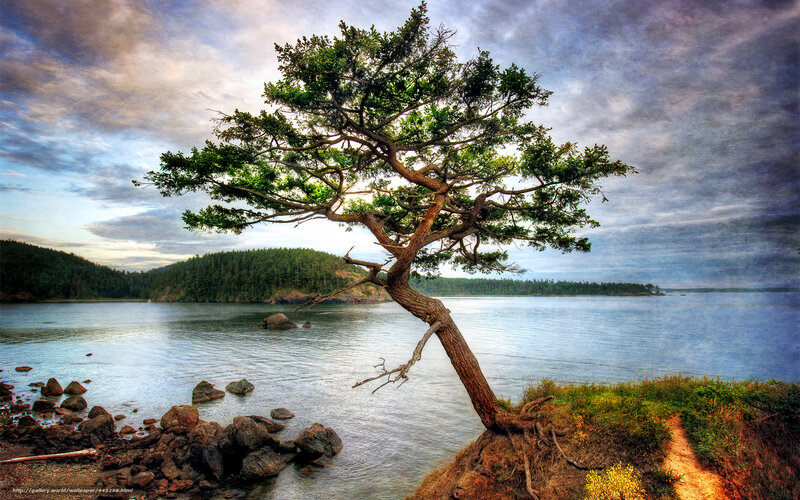 Solitary tree by the water
