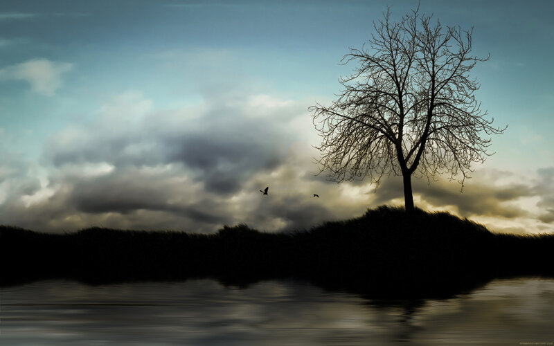solitary tree by the water