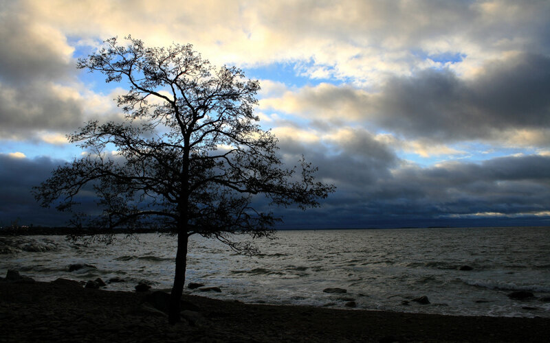 solitary tree by the water