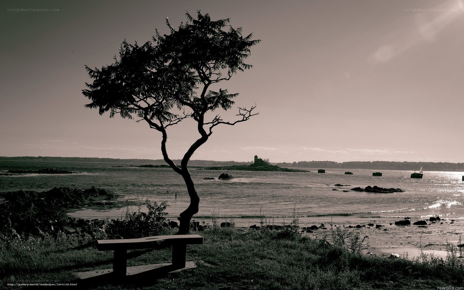Solitary tree by the water