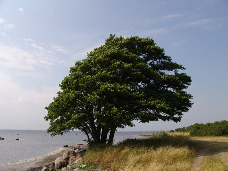 Solitary Tree by Water — Green, Serene, Afternoon