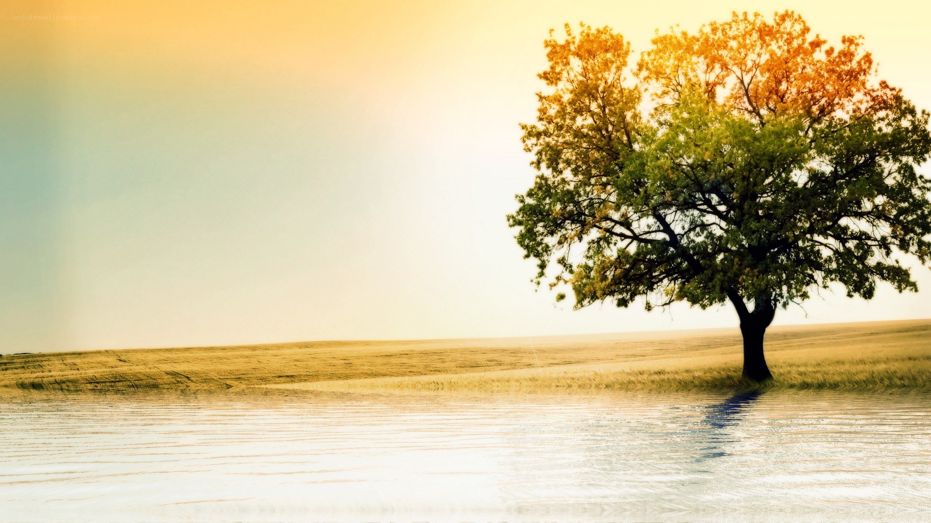 solitary tree by water