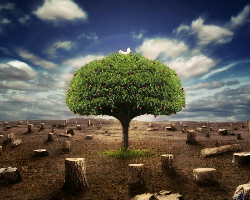 Solitary tree in a barren landscape