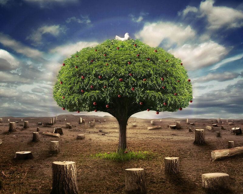 Solitary tree in a barren landscape
